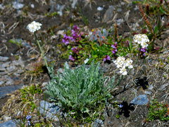 Achillea clavennae
