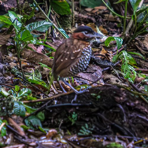 Black-crowned Antpitta (Pittasoma michleri), photo 10