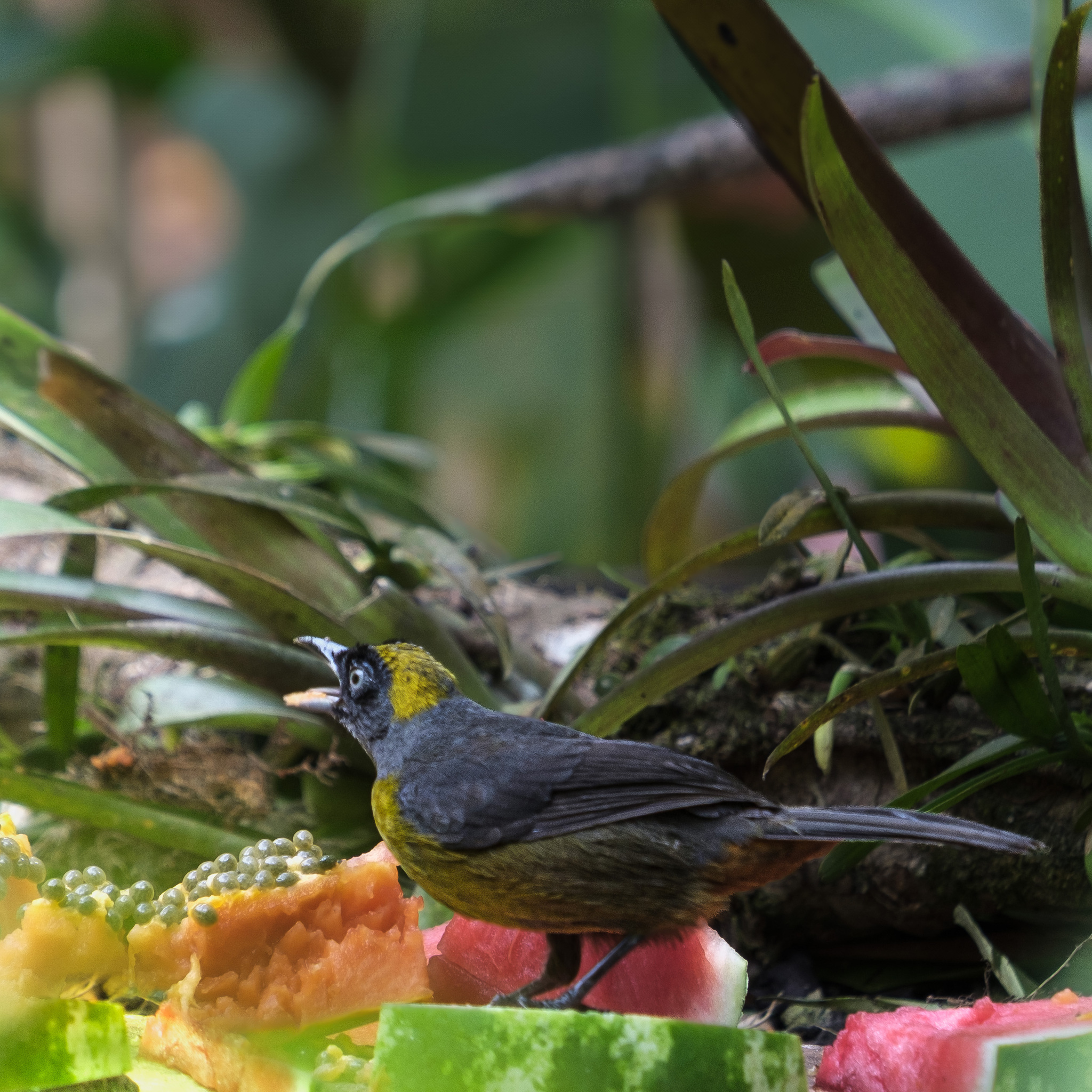 Dusky-faced Tanager (Mitrospingus cassinii), photo 10