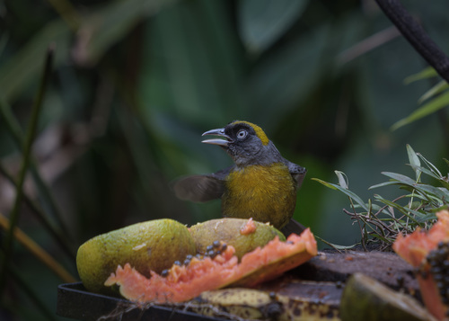 Dusky-faced Tanager (Mitrospingus cassinii), photo 8