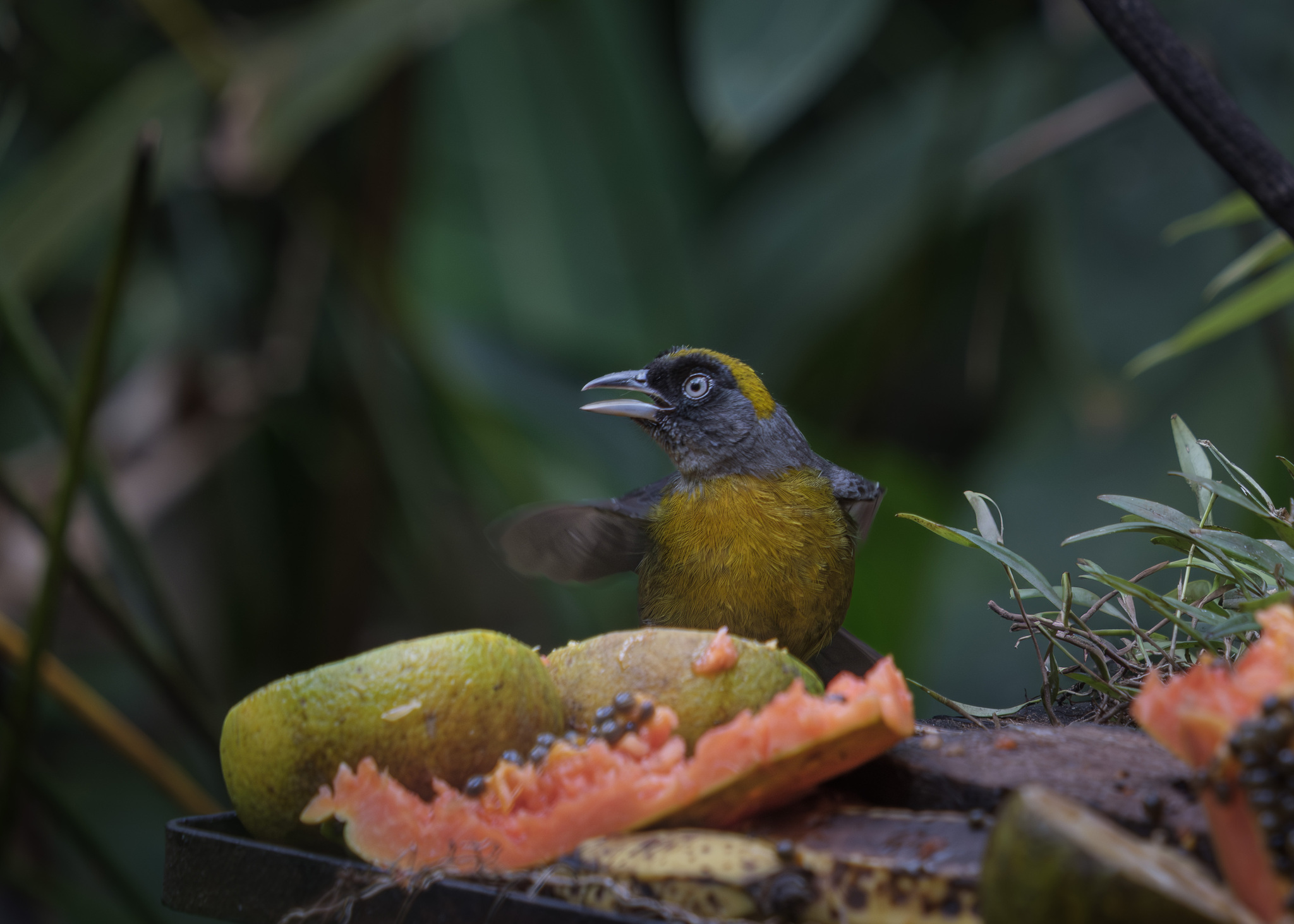 Dusky-faced Tanager (Mitrospingus cassinii), photo 9