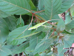 Anolis carolinensis