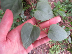 Cissus