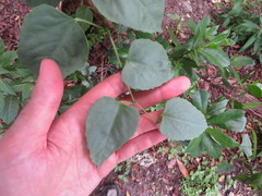 Cissus
