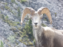 Ovis dalli stonei