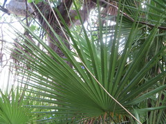 Acoelorraphe wrightii