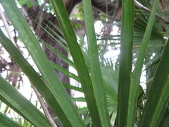 Acoelorraphe wrightii