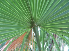 Acoelorraphe wrightii