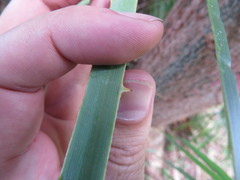 Acoelorraphe wrightii