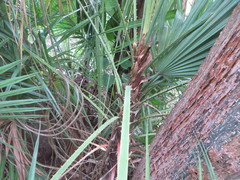 Acoelorraphe wrightii