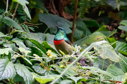 Usambara Double-collared Sunbird (Cinnyris usambaricus), photo 4