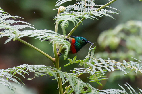 Usambara Double-collared Sunbird (Cinnyris usambaricus), photo 8