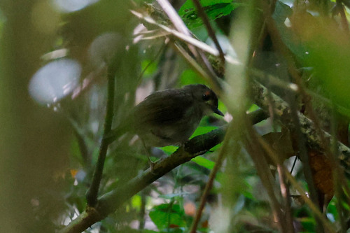 Usambara Akalat (Sheppardia montana)