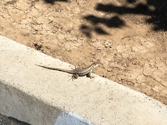 Sceloporus occidentalis