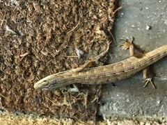 Elgaria multicarinata