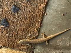 Elgaria multicarinata