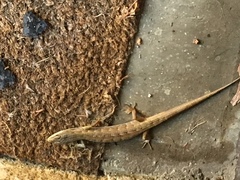 Elgaria multicarinata