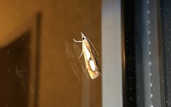 Catoptria pinella