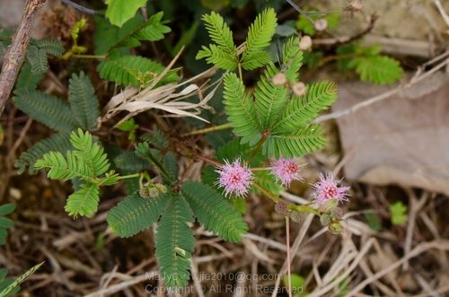 Sensitive Plant