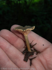 Lactarius occidentalis