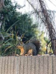 Sciurus niger