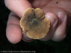 Lactarius occidentalis
