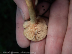 Lactarius occidentalis