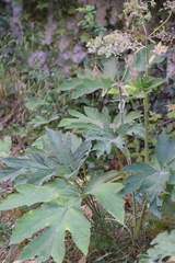 Heracleum sphondylium pyrenaicum