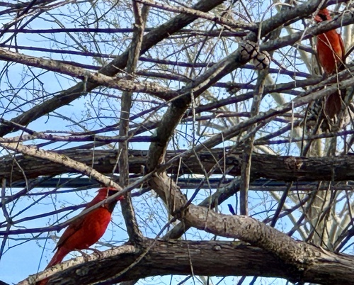 Northern Cardinal photographed in Mississippi