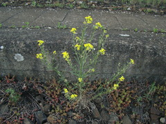Erysimum crepidifolium
