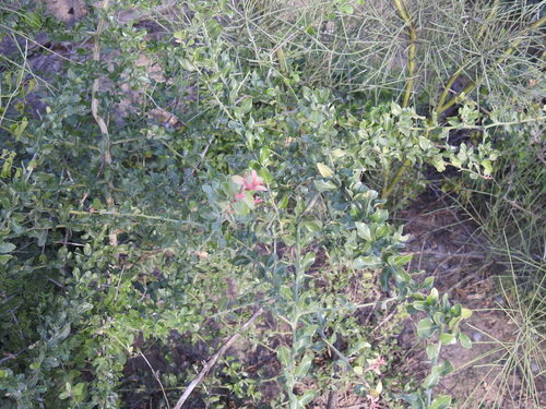 Castela coccinea (Castela coccinea)