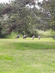 Meleagris gallopavo