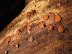 Encoelia tiliacea