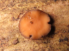 Encoelia tiliacea