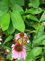 Danaus plexippus