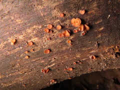 Encoelia tiliacea