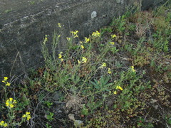 Erysimum crepidifolium