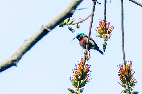 Usambara Double-collared Sunbird (Cinnyris usambaricus), photo 10