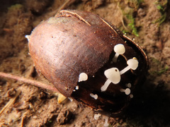 Hemimycena cephalotricha