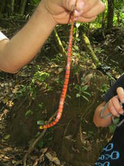 Pliocercus elapoides