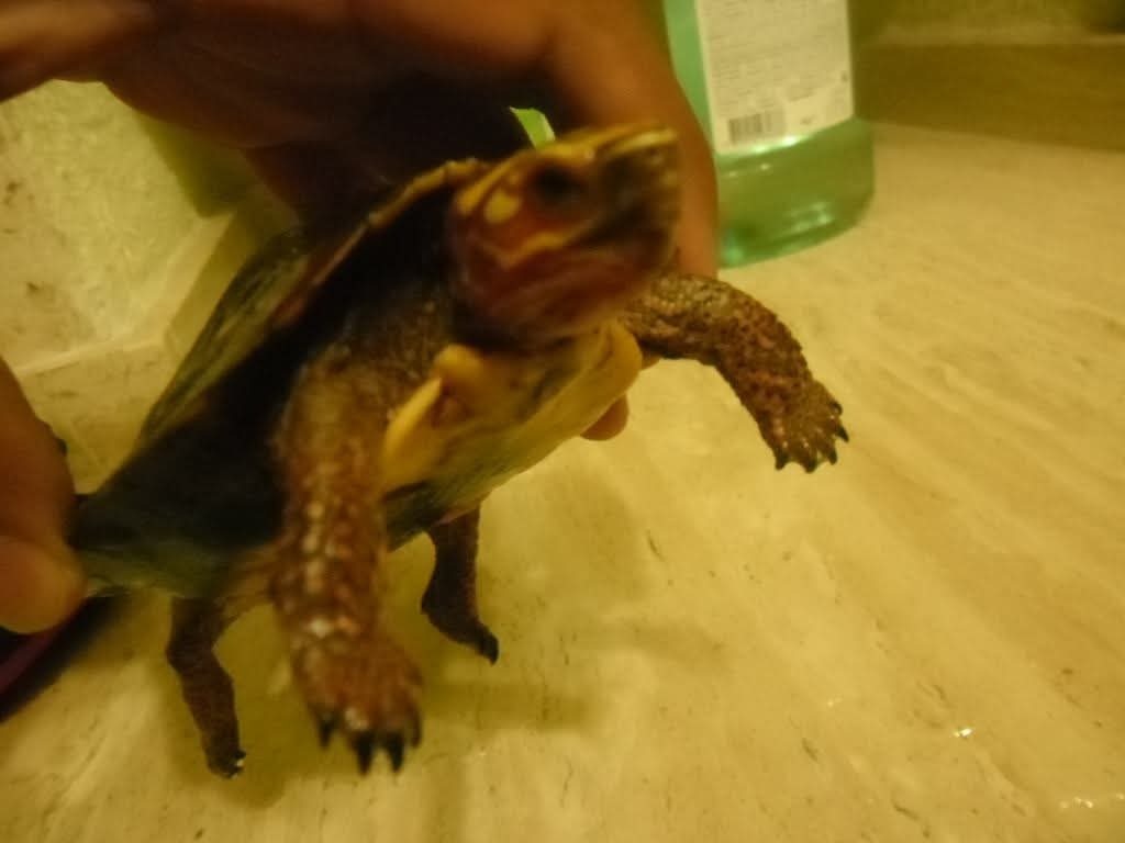 Colima Wood Turtle from Ixtapa Zihuatanejo, Gro., México on December 26 ...