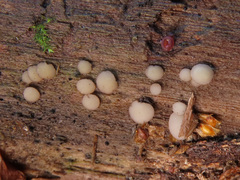 Pyrenopeziza personata