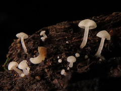 Hemimycena cephalotricha