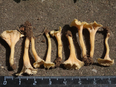 Craterellus luteus