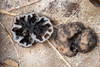 Genea sp. 'PNW04' - Photo (c) heatherdawson, some rights reserved (CC BY-NC), uploaded by heatherdawson