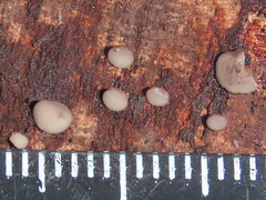 Pyrenopeziza personata