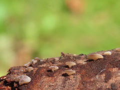 Pyrenopeziza personata