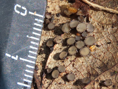 Coccomyces tumidus