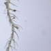 Blepharostoma arachnoideum - Photo no hay derechos reservados, subido por Randal