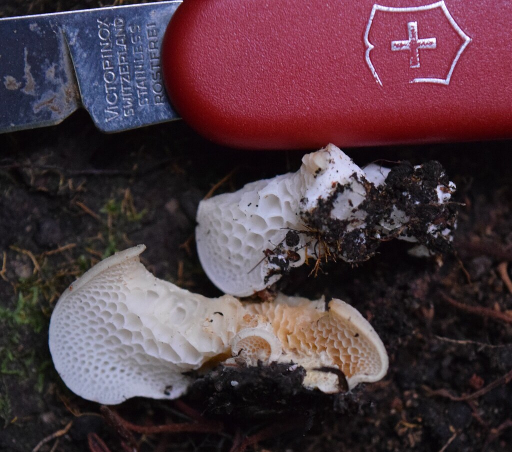 Favolaschia pustulosa · March 2025 · photo: © davidwhyte (iNaturalist, cc-by-sa)